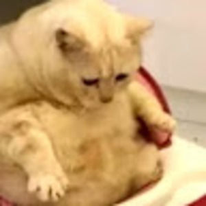 Meet your Posher, Jothan